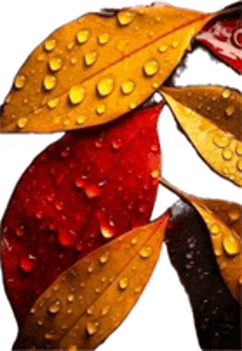 red and yellow leaves with water drops on them on a white background