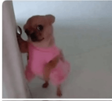 a small dog is wearing a pink dress and standing next to a wall .