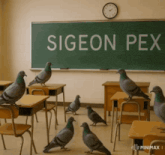 pigeons in a classroom with the word sigeon pex written on the blackboard