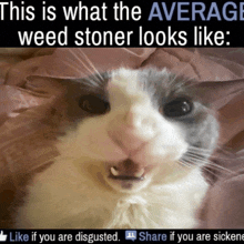 a picture of a cat with the words " this is what the average weed stoner looks like "