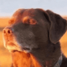 a blurry picture of a dog 's face with a field in the background