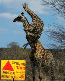 two giraffes standing on top of each other next to a sign that says danger mines