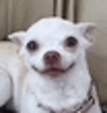 a white chihuahua dog is smiling for the camera while sitting on a couch .