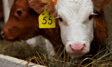 a brown and white cow with a yellow tag that says 55