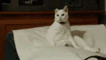 a white cat sitting on a couch with a collar on