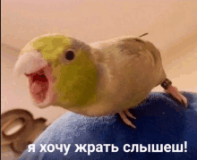 a parrot with its mouth open is sitting on someone 's lap