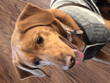 a brown dog wearing a grey sweater and collar licking its nose