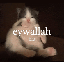 a gray and white kitten laying on a couch with the word eywallah bra written on the bottom