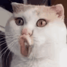 a close up of a cat with its mouth wide open