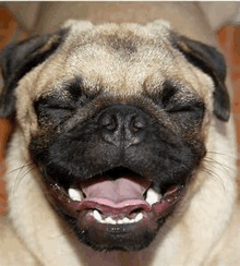 a pug dog is smiling with its mouth open .