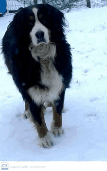 a dog is standing in the snow with a cs watermark on the bottom right