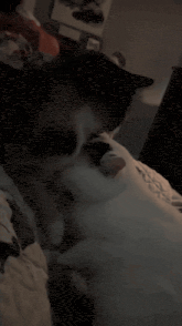 a black and white cat laying on a bed with a white blanket