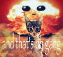 a cat standing in front of an explosion with the words " and that 's on gang " written below it