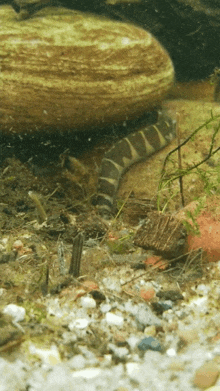 a striped fish is swimming in a tank with rocks