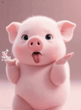 a pig with its tongue hanging out is on a pink background with tiktok written on the bottom