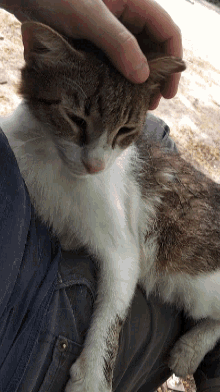 a person petting a cat 's head while laying on their lap