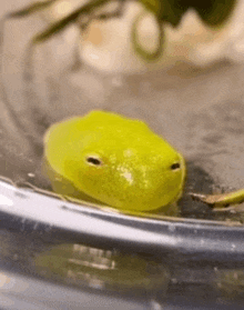 a small yellow frog is swimming in a glass bowl .