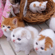 a group of kittens are sitting next to each other in a basket looking at the camera .