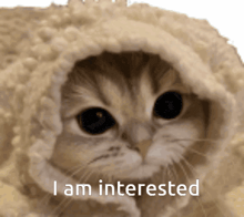 a cat with a blanket on its head and the words i am interested below it