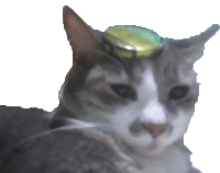 a cat with a can on its head looks at the camera