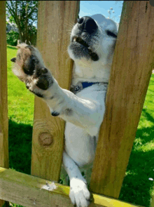 a dog sticking its head through a wooden fence