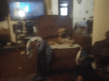 a dog is sitting in a recliner in front of a television