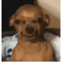 a small brown dog is sitting on a couch and making a funny face