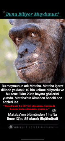 a close up of a chimpanzee 's face with the words " bunu biliyor muydunuz " on the bottom