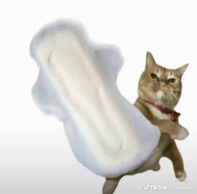 a cat with a red collar is holding a giant sanitary pad