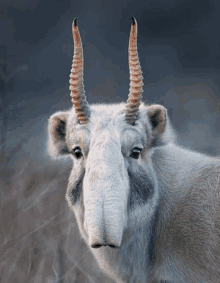 a close up of a goat with long horns and a large nose .