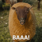 a sheep with its mouth open and the word baaa on the bottom