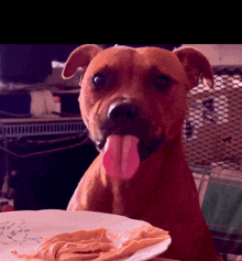 a brown dog sticking its tongue out in front of a white plate of peanut butter