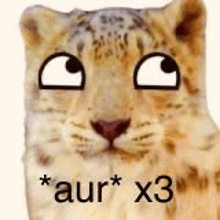 a close up of a leopard 's face with big eyes and the words `` aur * x3 '' written on it .