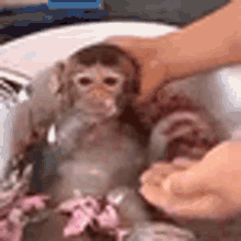 a person is washing a monkey in a sink with pink flowers .