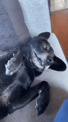 a black dog laying on its back on a couch looking at the camera