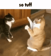 two cats are playing with each other on the floor with the caption so tuff .
