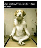 a dog is sitting in a lotus position on a mat