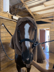 a horse with a towel wrapped around its head looks at the camera