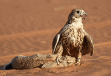 a bird is sitting on a rock in the sand