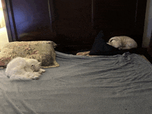 two cats laying on a bed with a pillow