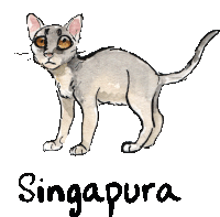 a drawing of a cat with the word singapura written below it