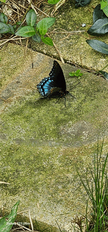 a blue and black butterfly is sitting on a mossy stone