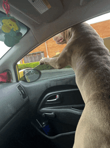 a dog is sticking its head out of a car window