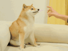 a dog is sitting on a couch with its tongue out and a person reaching out to it