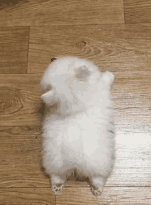 a small fluffy white dog laying on its back on a wooden floor