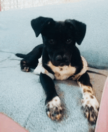 a small black and white dog is laying on a couch