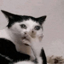 a black and white cat is scratching its nose with its paw .