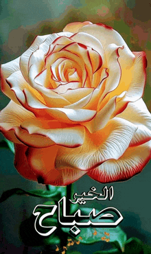 a close up of a yellow rose with arabic writing on it