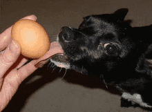 a person is holding an egg in front of a small black dog