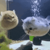 two cats are standing next to each other in an aquarium with bubbles coming out of the water .